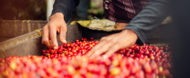 Colombia Las Margaritas Red Bourbon HONEYSIP Specialty coffee 3