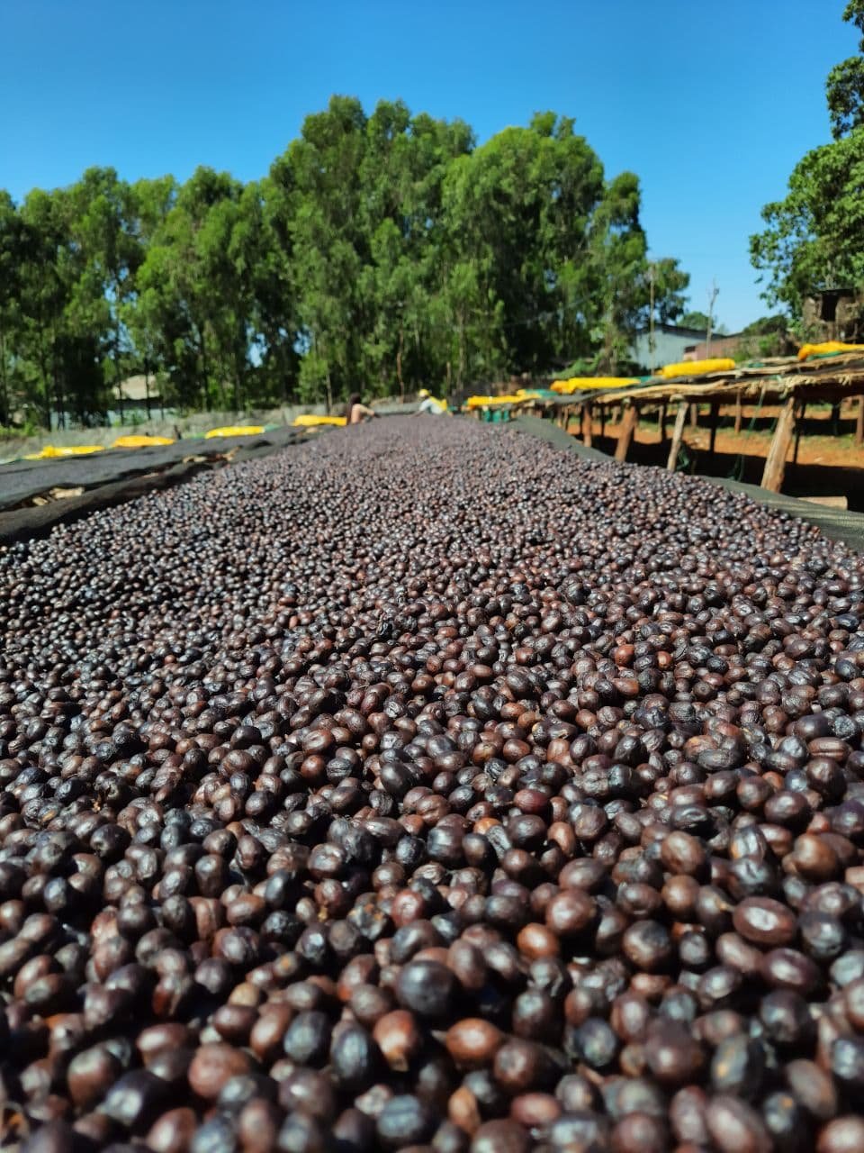 Ethiopia Guji Uraga Honeysip 1