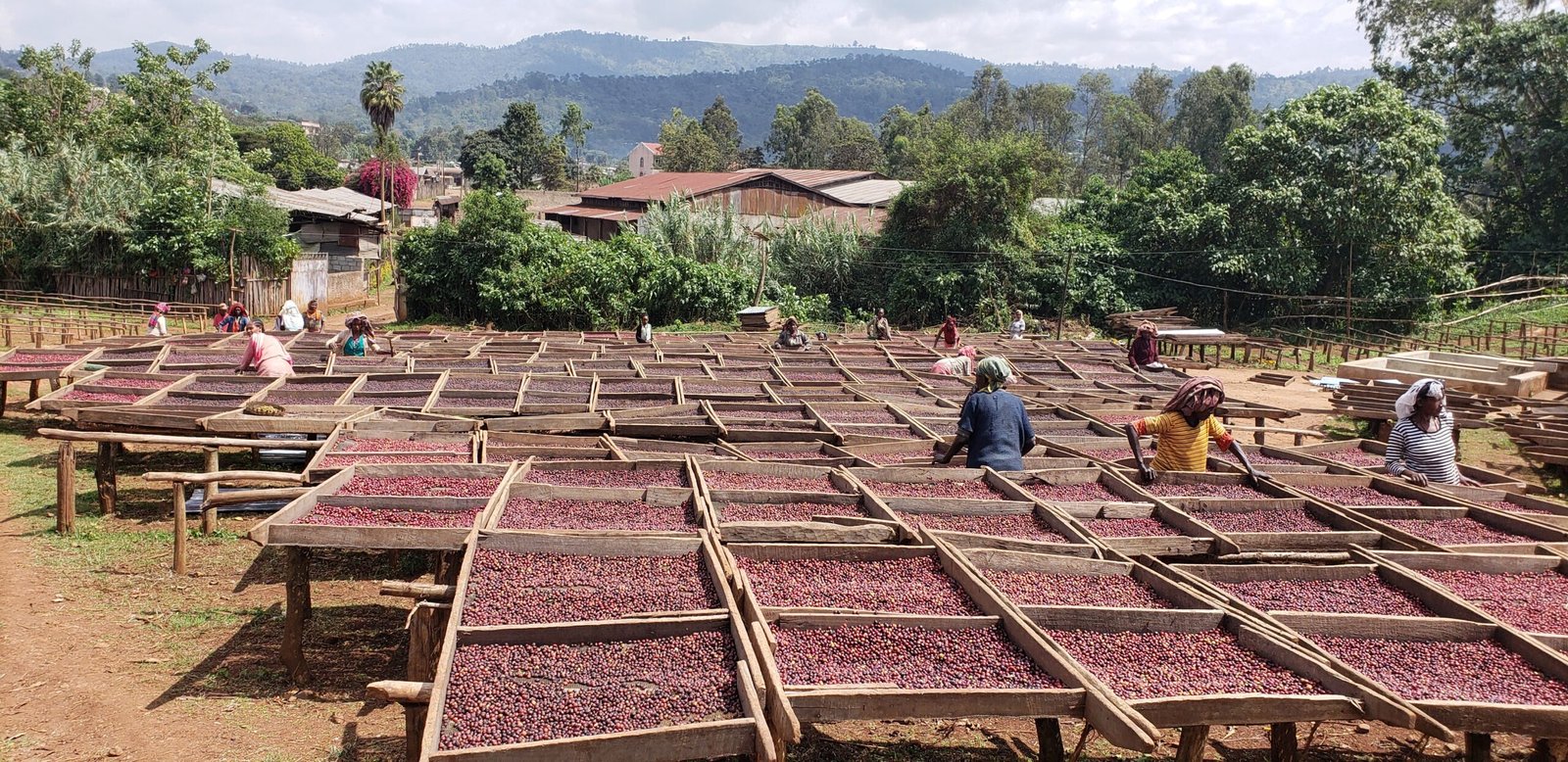 Ethiopia Guji Uraga Honeysip 2
