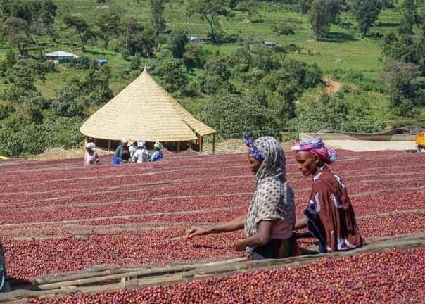 Ethiopia Guji Uraga Honeysip 3