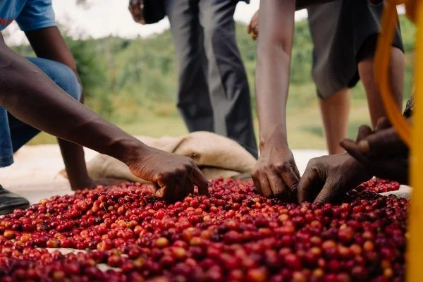 Kayanza-Burundi HONEYSIP coffee 2