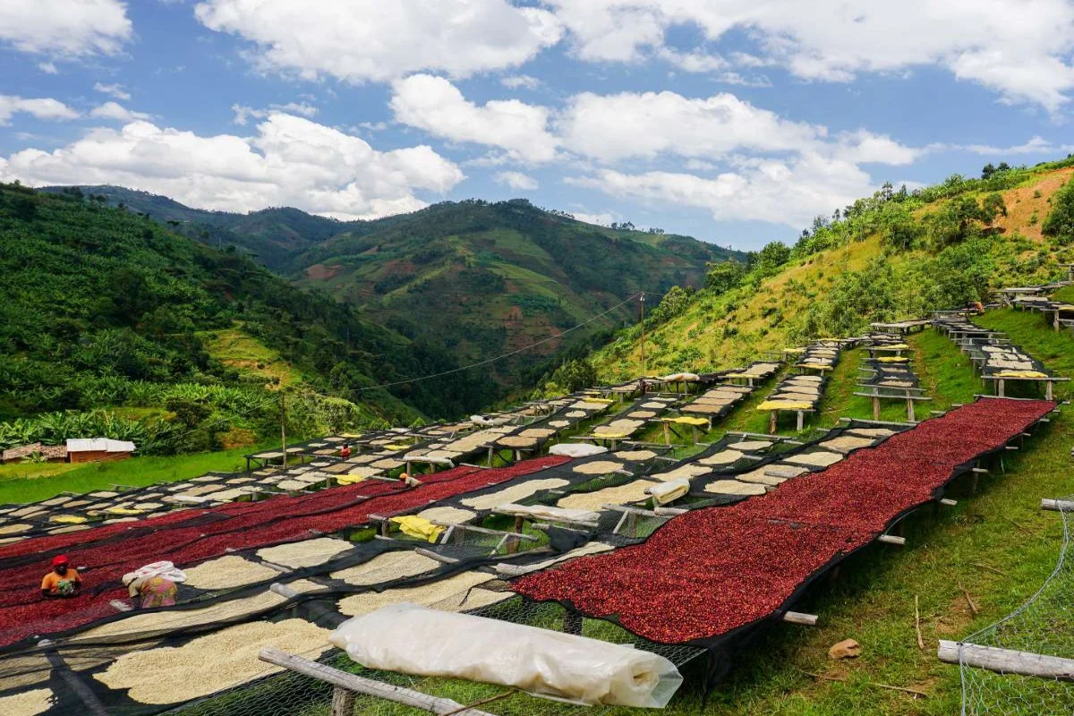 Kayanza-Burundi HONEYSIP coffee