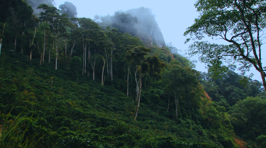 Nicaragua Maragogype honeysip specialty coffee 1