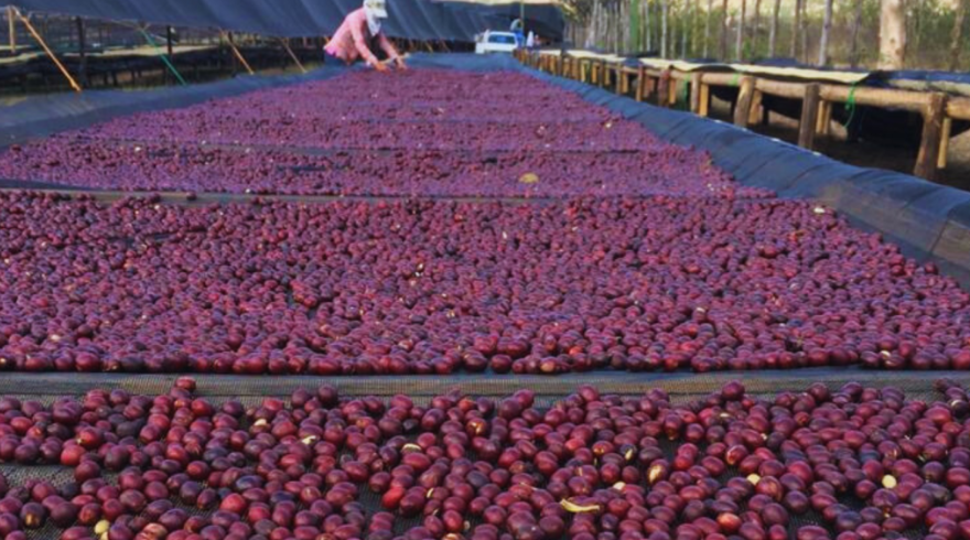 Nicaragua Maragogype honeysip specialty coffee 2