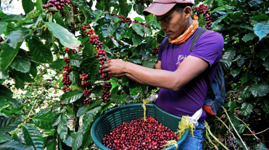 Nicaragua Maragogype honeysip specialty coffee 3